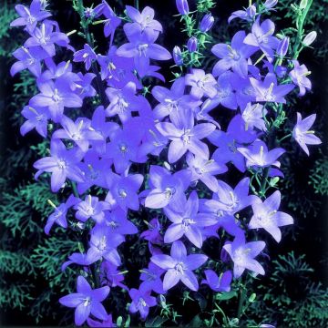 Pyramiden-Glockenblume (Campanula pyramidalis) Lavender Blue