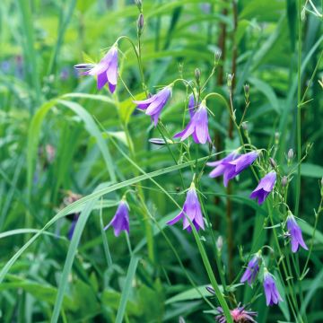 Rapunzel-Glockenblume (Campanula rapunculus) Echte Rapunzel