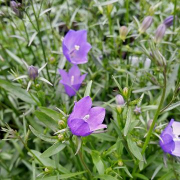 Rundblättrige Glockenblume (Campanula rotundifolia)