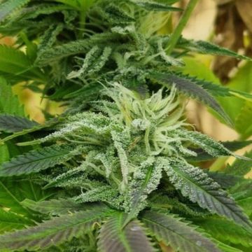Hanf (Cannabis) Cherry Pie