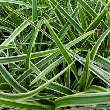 Japansegge (Carex morrowii ssp. foliosissima) Ice Dance