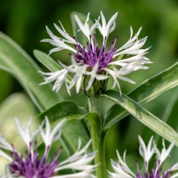 Flockenblume (Centaurea) Amethyst in Snow