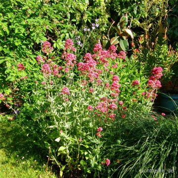 Rote Spornblume (Centranthus ruber ) Coccineus 