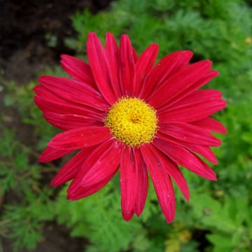 Rote Strauchmargerite (Chrysanthemum coccineum) Robinson Rot