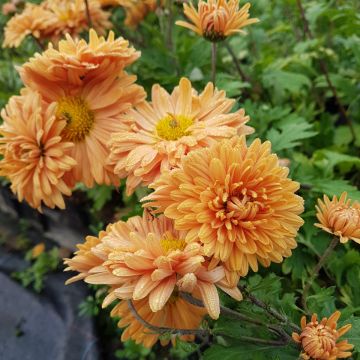 Herbstchrysantheme (Chrysanthemum hortorum) Kleiner Bernstein