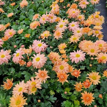Herbstchrysantheme (Chrysanthemum hortorum) Kleiner Bernstein