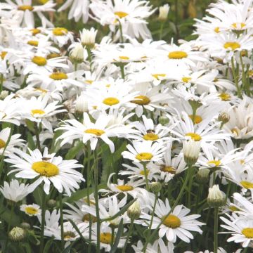 Sommermargerite (Chrysanthemum maximum ) Silberprinzessin