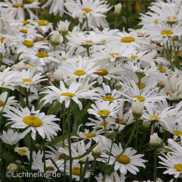 Sommermargerite (Chrysanthemum maximum ) Silberprinzessin
