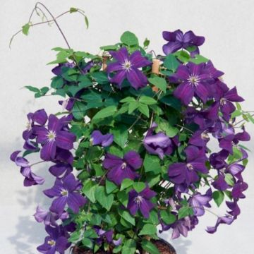 Waldrebe (Clematis) Ayako Victorian Evipo 112