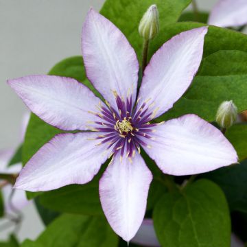 Waldrebe (Clematis) Samaritan Jo Boulevard Evipo075