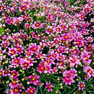 Mädchenauge (Coreopsis) LI'L BANG Starstruck