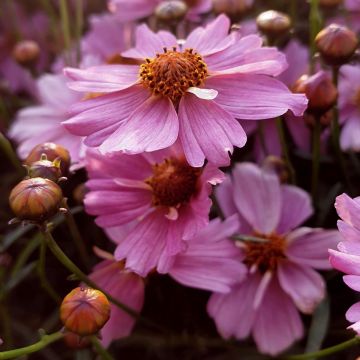 Mädchenauge (Coreopsis rosea) Pink Lady