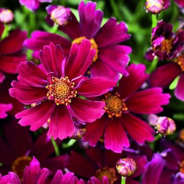 Mädchenauge (Coreopsis rosea) Sangria