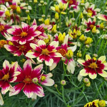 Mädchenauge (Coreopsis verticillata) Sunstar Rose