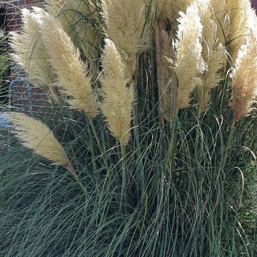 Pampasgras (Cortaderia selloana) Weiße Feder