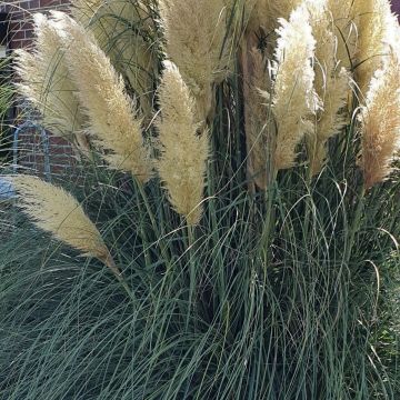 Niedriges Pampasgras (Cortaderia) Pumila