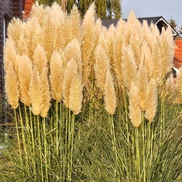 Niedriges Pampasgras (Cortaderia) Pumila