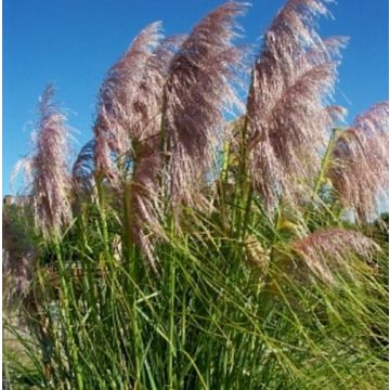 Pampasgras (Cortaderia selloana) Rosa Feder