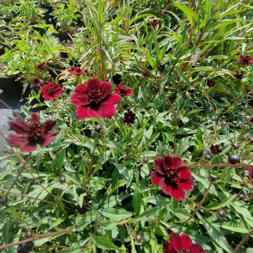 Schokoladenblume (Cosmos atrosanguineus) Chocamocha