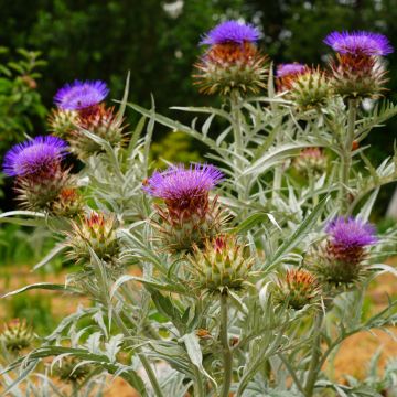 Artischocke (Cynara cardunculus f. scolymus) Green Globe