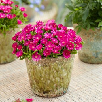 Mittagsblümchen (Delosperma cooperi) ICE CREAM Fuchsia