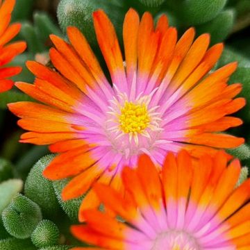 Mittagsblümchen (Delosperma cooperii) ICE CREAM Orange