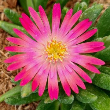 Mittagsblümchen (Delosperma cooperii) ICE CREAM Salmon™