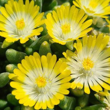 Mittagsblümchen (Delosperma cooperii) ICE CREAM Yellow