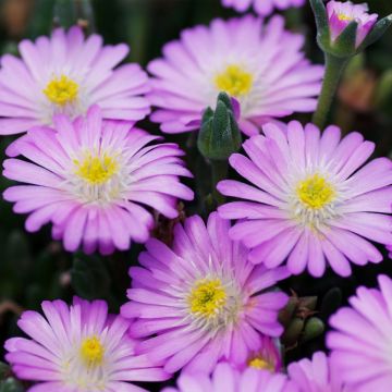 Mittagsblümchen (Delosperma cooperi) JEWEL OF DESERT Rosenquartz