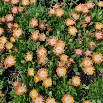 Mittagsblümchen (Delosperma) JEWEL OF DESERT Topaz