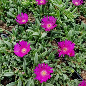 Mittagsblümchen (Delosperma) SUNDELLA Neon