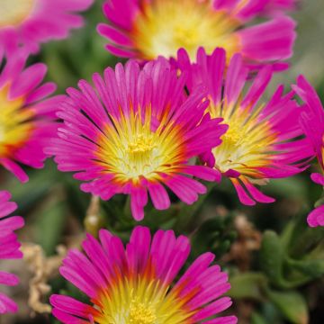 Mittagsblümchen (Delosperma) WHEELS OF WONDER Hot Pink