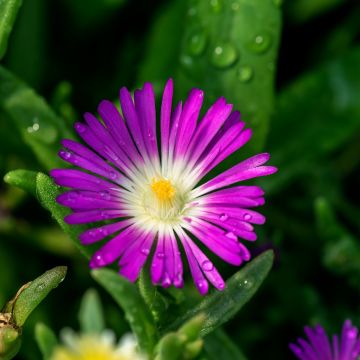 Mittagsblümchen (Delosperma) WHEELS OF WONDER Purple Wonder