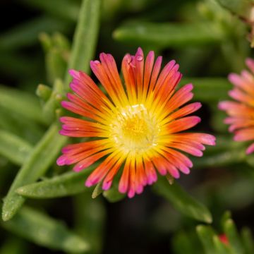 Mittagsblümchen (Delosperma) WHEELS OF WONDER Salmon Pink