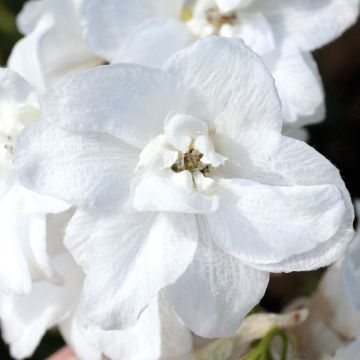 Rittersporn (Delphinium cultorum) PACIFIC GIANTS Galahad