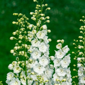 Rittersporn (Delphinium cultorum) PACIFIC GIANTS Galahad