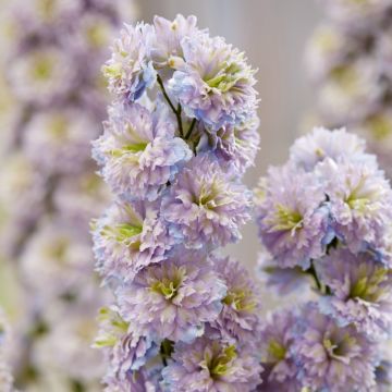 Rittersporn (Delphinium elatum) HIGHLANDER Rainbow Sensation