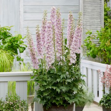 Rittersporn (Delphinium elatum) Paramo Rosa