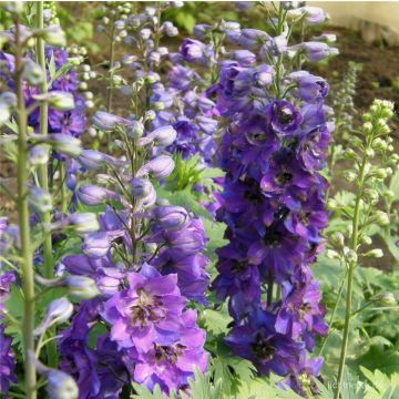 Rittersporn (Delphinium cultorum ) Darkblue Black Bee 