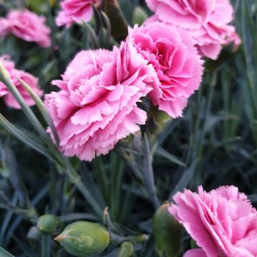 Duftende Federnelke (Dianthus pulmarius) DEVON COTTAGE Pink