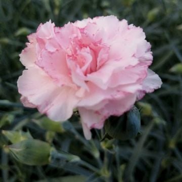 Duftende Gartennelke (Dianthus) DEVON COTTAGE Blush