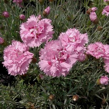 Federnelke (Dianthus plumarius) Double Rose