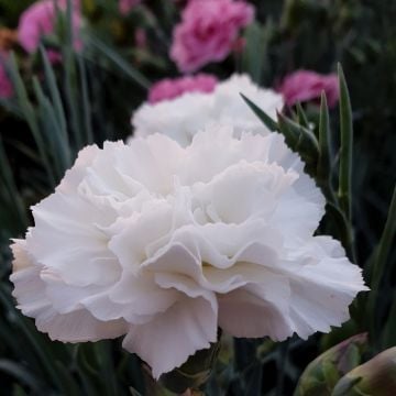 Duftende Federnelke (Dianthus pulmarius) DEVON COTTAGE Dove