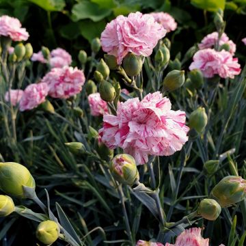 Duftende Federnelke (Dianthus pulmarius) DEVON COTTAGE Pinball Wizard