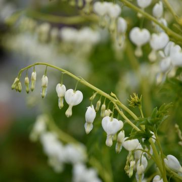 Tränendes Herz (Dicentra spectabilis) Alba