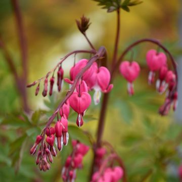 Tränendes Herz (Dicentra spectabilis) Rosa