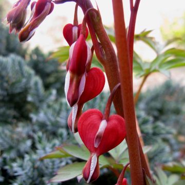 Tränendes Herz (Dicentra spectabilis) Valentine