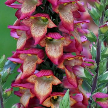 Fingerhut (Digitalis purpurea x isoplexis canariensis) ILLUMINATION Flame