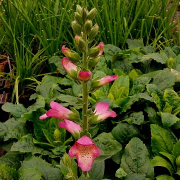 Fingerhut (Digitalis purpurea x isoplexis canariensis) ILLUMINATION Flame