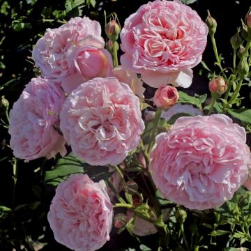 Duftende ADR Kletterrose (Züchterrose) Divina